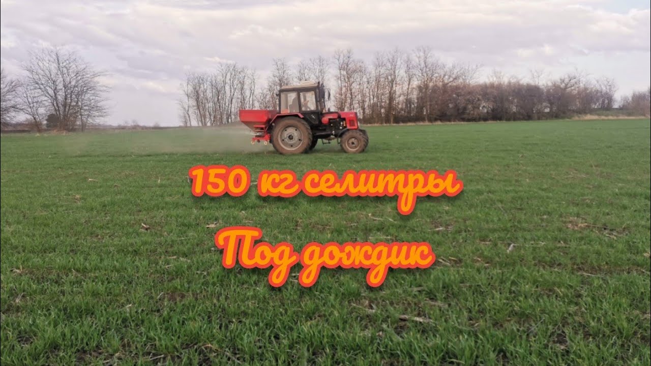 Вторая подкормка озимой пшеницы.