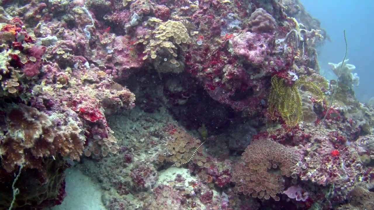 Two ringed pipefish