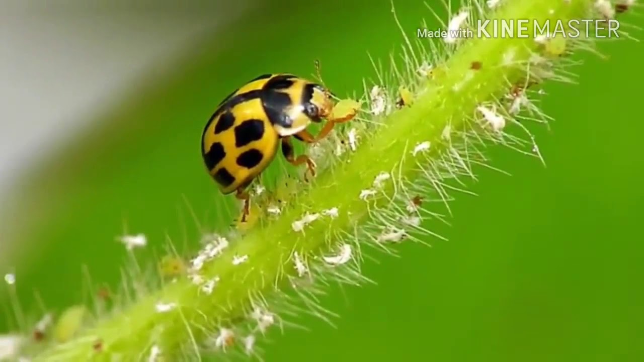 Musuh Alami Hama