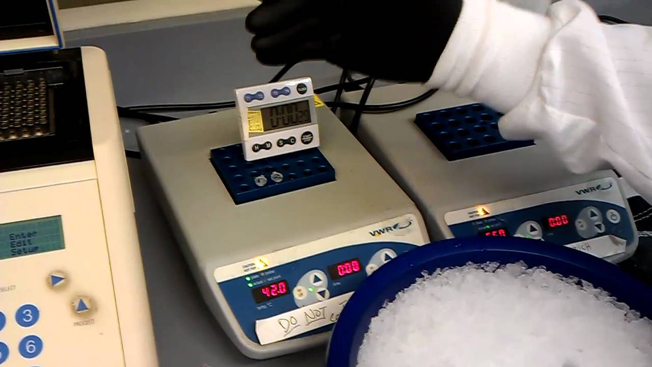 cloning cycle   transforming and plating a ligation