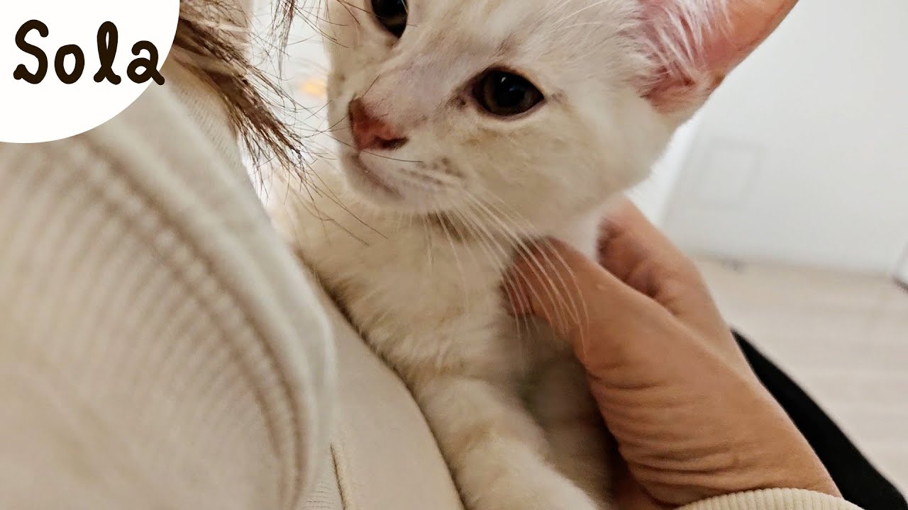 新しい家に来て三日目、本当は疲労困憊でした［ジェネッタ子猫｜生後79-80日］