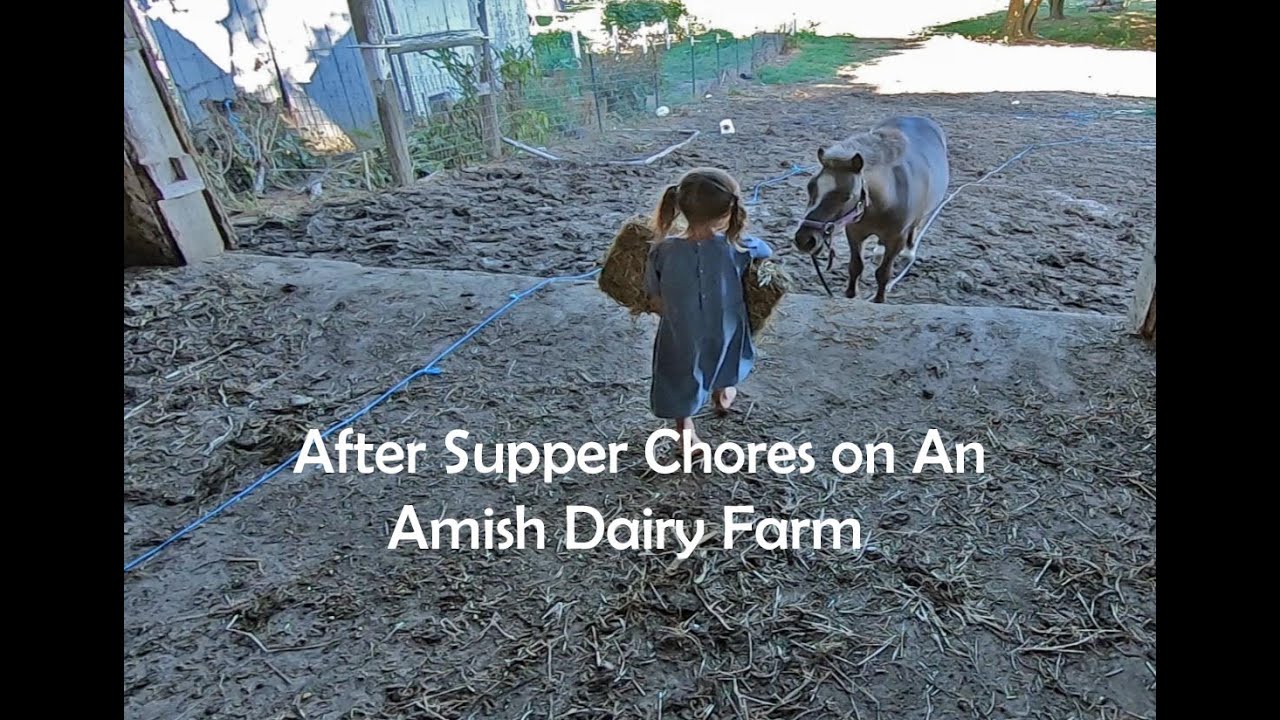 After Supper Feeding Chores On Amish Farm