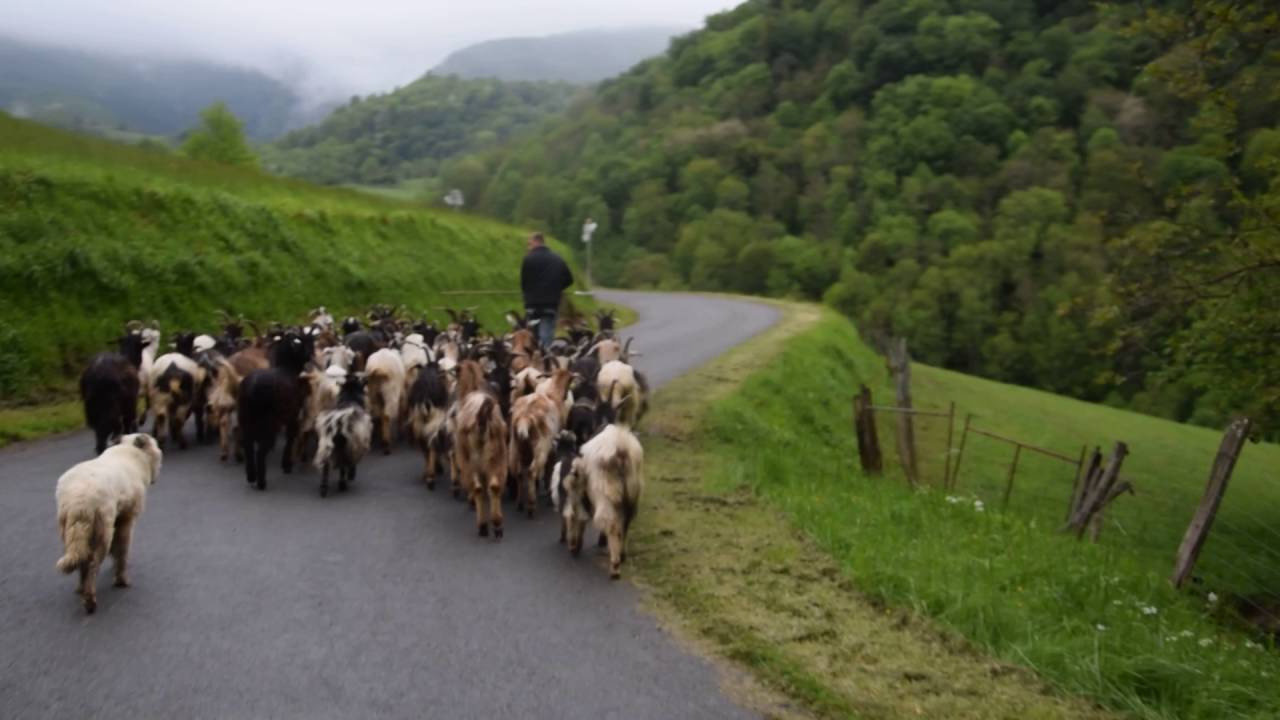 Départ des Biquettes d'Asque dans les Baronnies Hautes Pyrénées