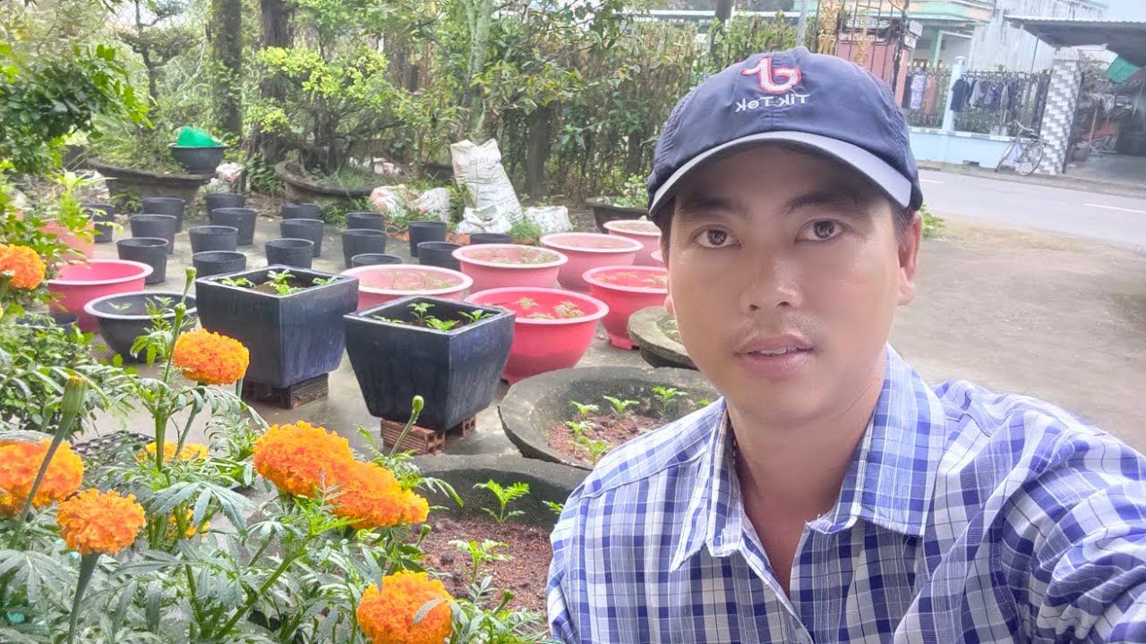 cách tưới phân cho vạn thọ mới ra chậu, vạn thọ chậm lớn cần làm gì, huỳnh tinh vlog 