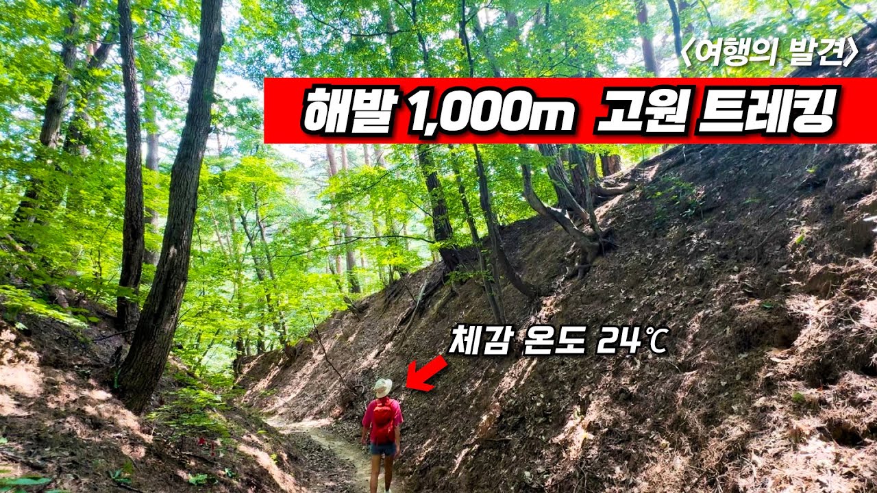 백두대간 국가 숲길 10km - 내리막길 4시간, 편안하고 시원하게 다녀왔습니다