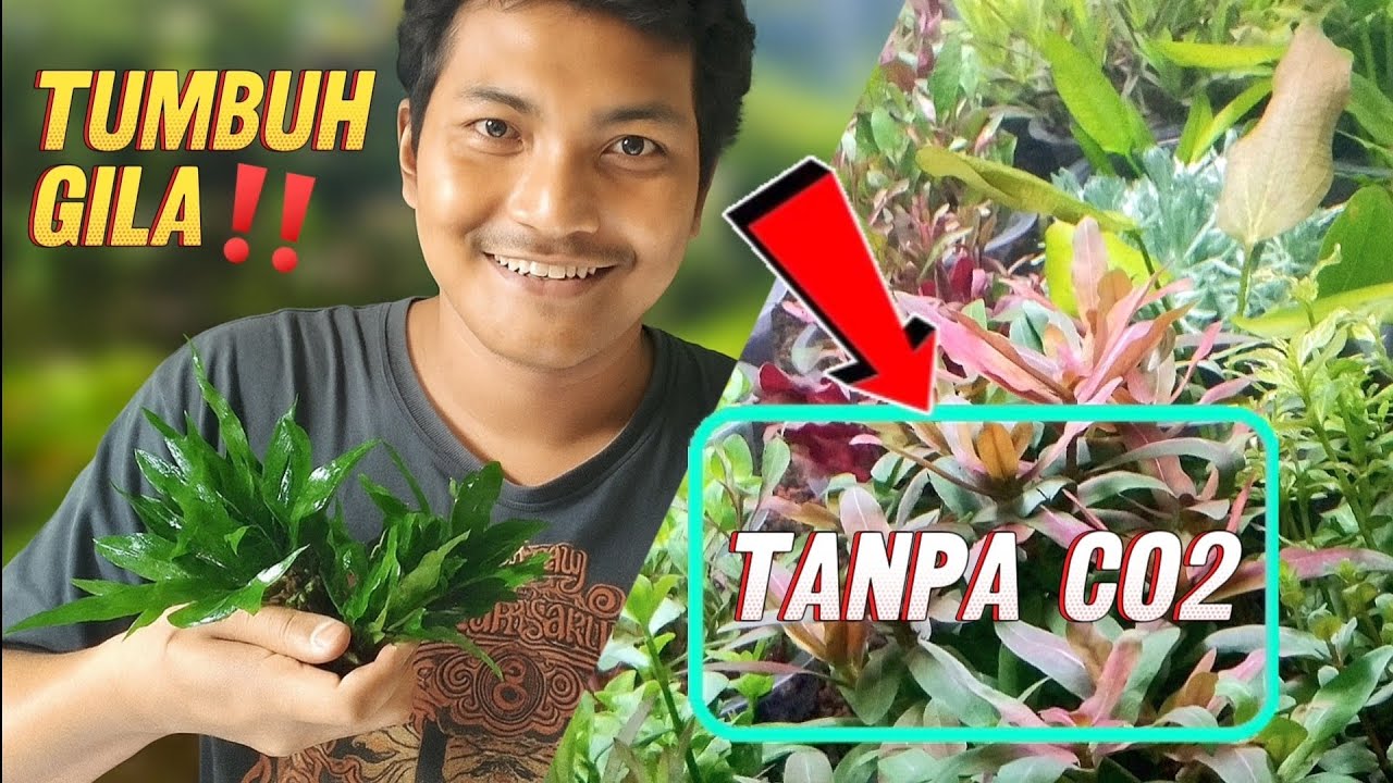 WAJIB COBA ‼️ 6 Tanaman Aquarium Low CO2 - Yang ke - 6 Jarang Banget di Bahas
