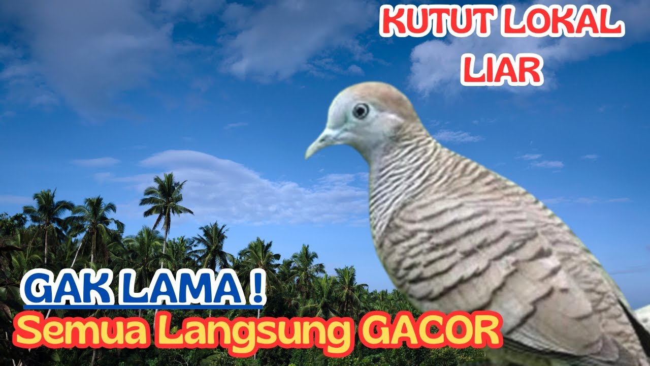 Suara Perkutut Lokal Gacor - Suara Besar Bunyi terus di Kebun