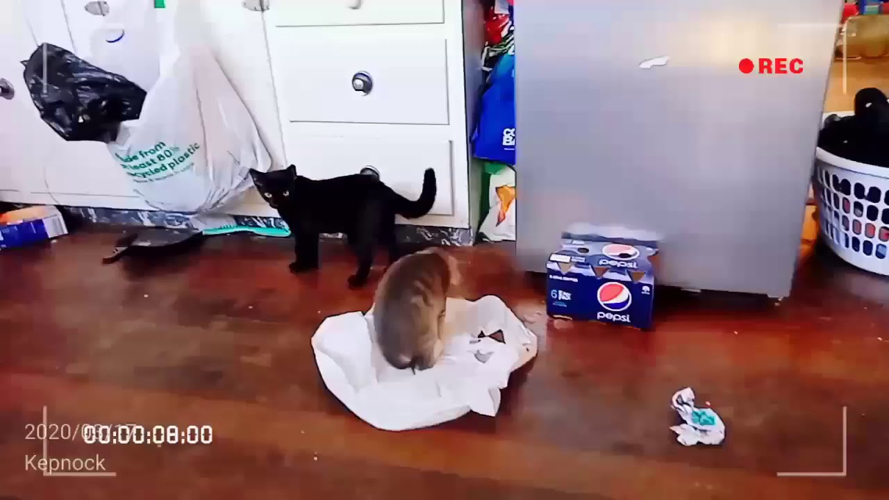 CJ and his funny cats introduction #1