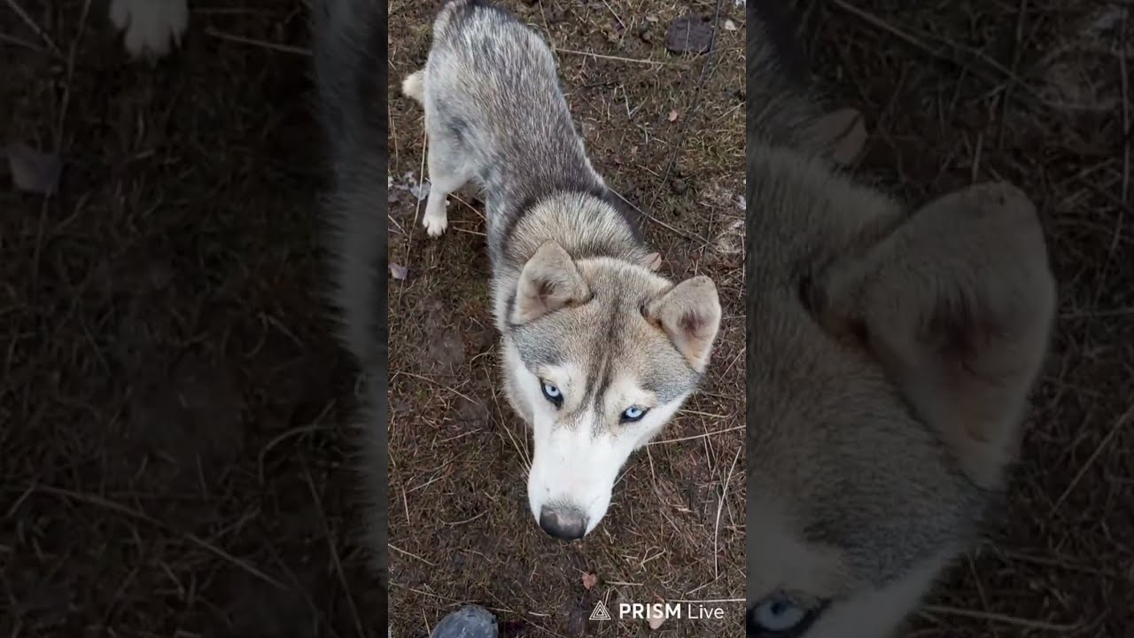 Live:Nature Walk with Wolf Grey Husky & Puppy🐺🐶🌿 part.41 #shorts
