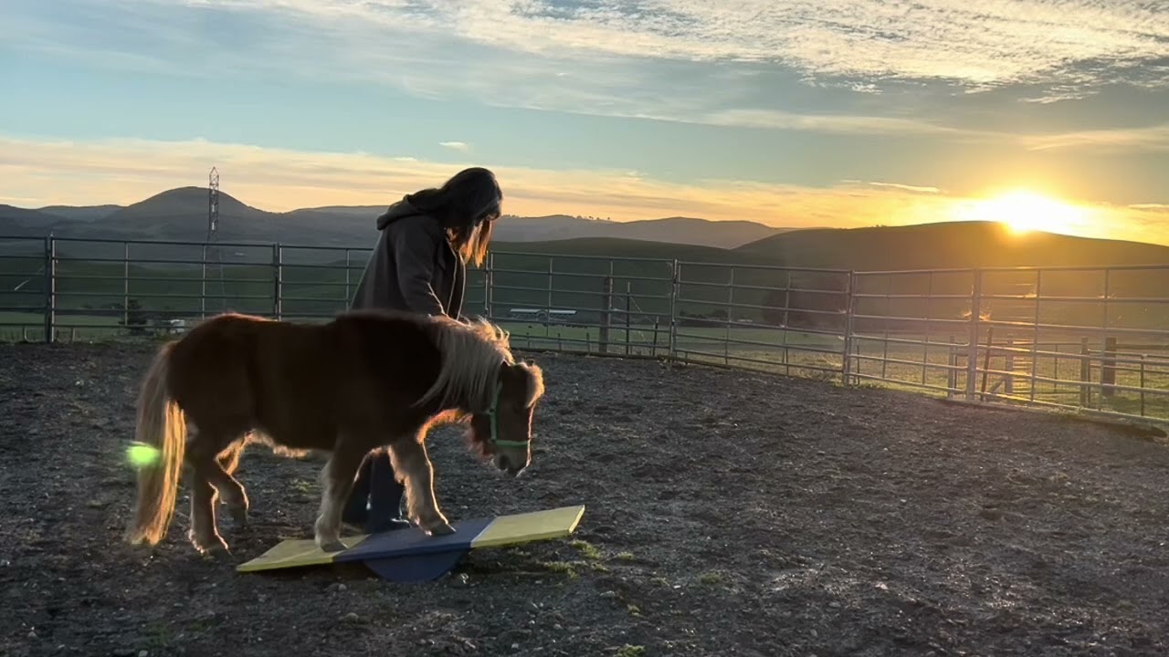 The Mini Horses Got A New Toy!