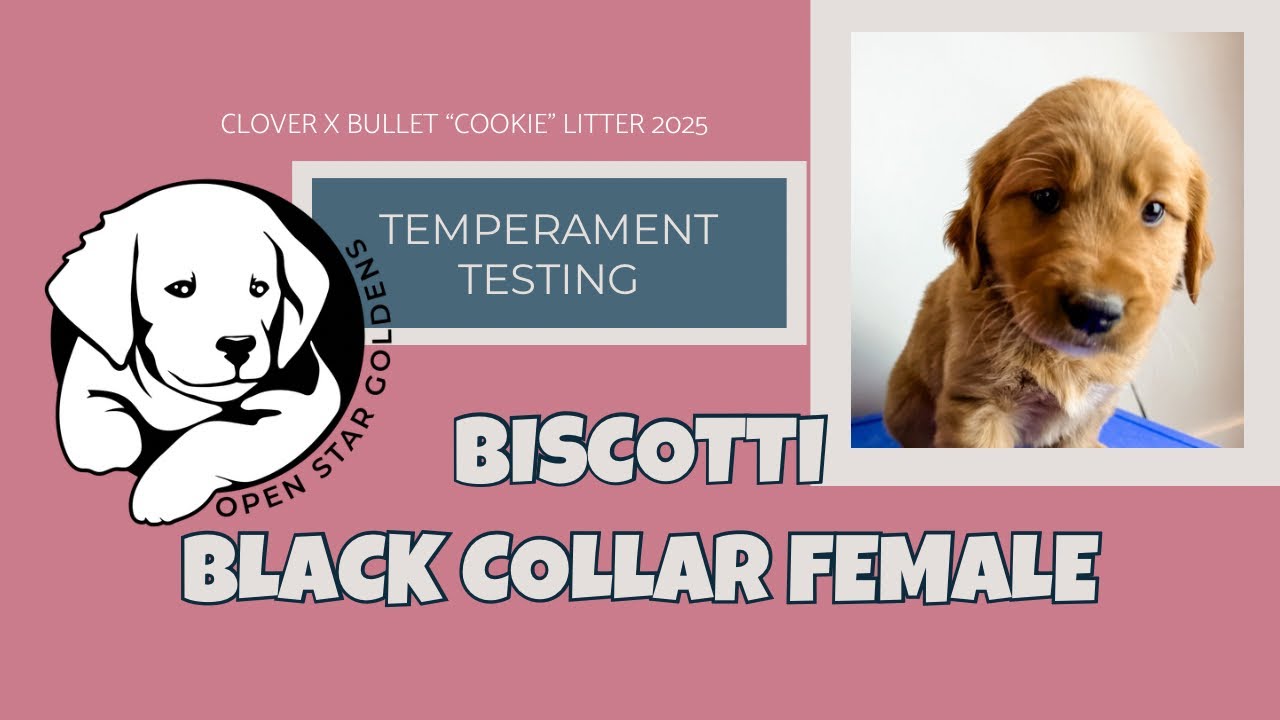 Biscotti- black collar female