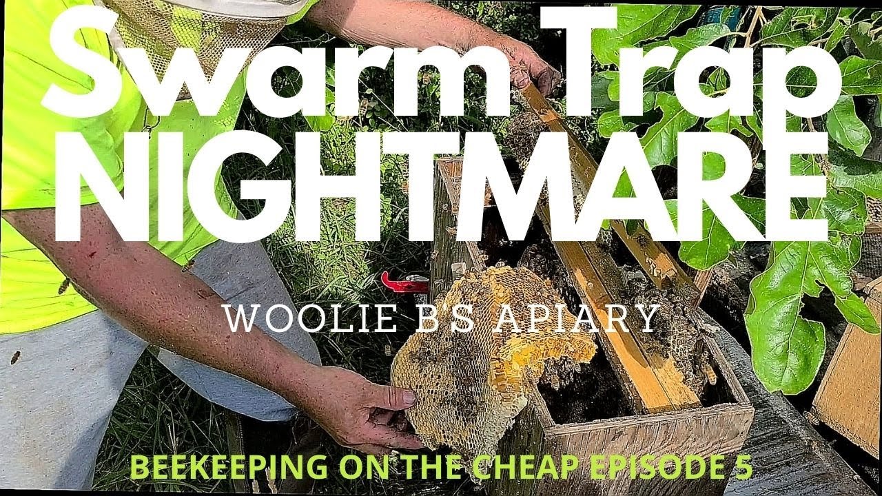 Swarm Trap NIGHTMARE. Beekeeping on the Cheap Ep. 5
