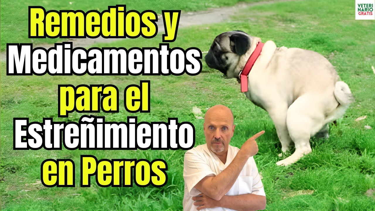 ESTREÑIMIENTO EN PERROS: REMEDIOS CASEROS ✅ y NUEVOS MEDICAMENTOS 💊🐶 | Guía completa  y dosis