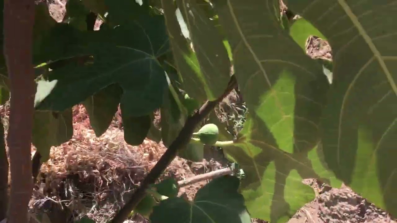 İncir ağacı sulanması🍀🍀#incir #köy #köyhayatı #köydeyaşam #shorts #nature #fruit #garden #farmer