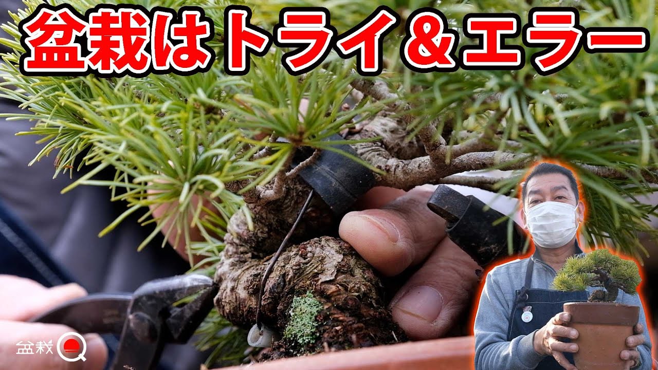 【五葉松】素材から小品盆栽を作る【盆栽Q】