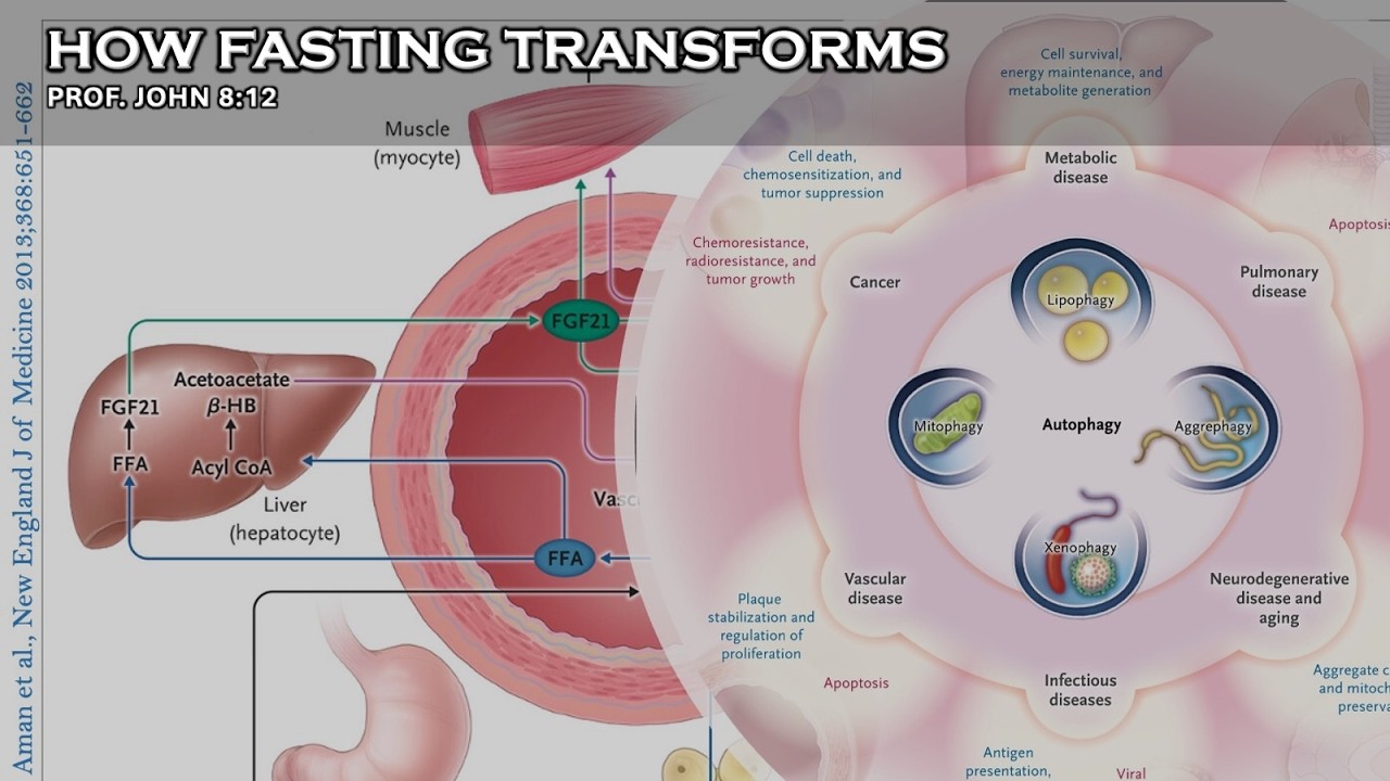 The Fasting RESET: How the Body Self-Repairs | MED PHYSIOLOGY