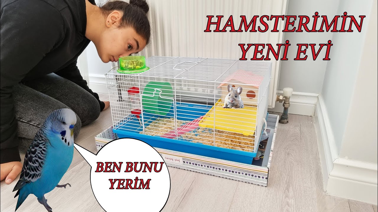 HAMSTERİM DİŞİ OLABİLİRMİŞ ! TOMBUL MUHABBET KUŞUM PAŞA ÇEDARI KISKANDI TUZLUK KIRMAYA KALKTI