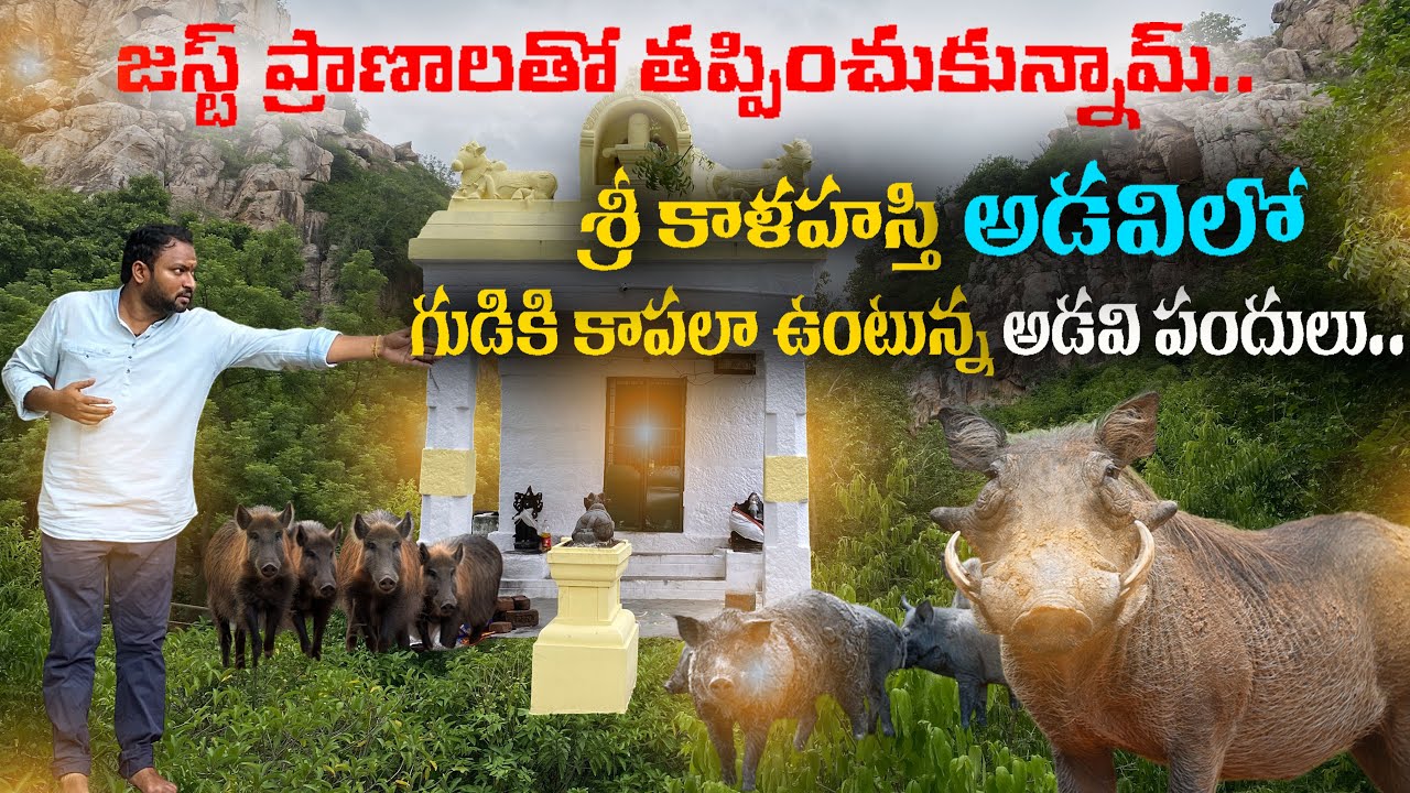 శ్రీ కాళహస్తి అడవిలో గుడికి కాపలా ఉంటున్న అడవి పందులు.. | Sri Kalahasti Forest Temple