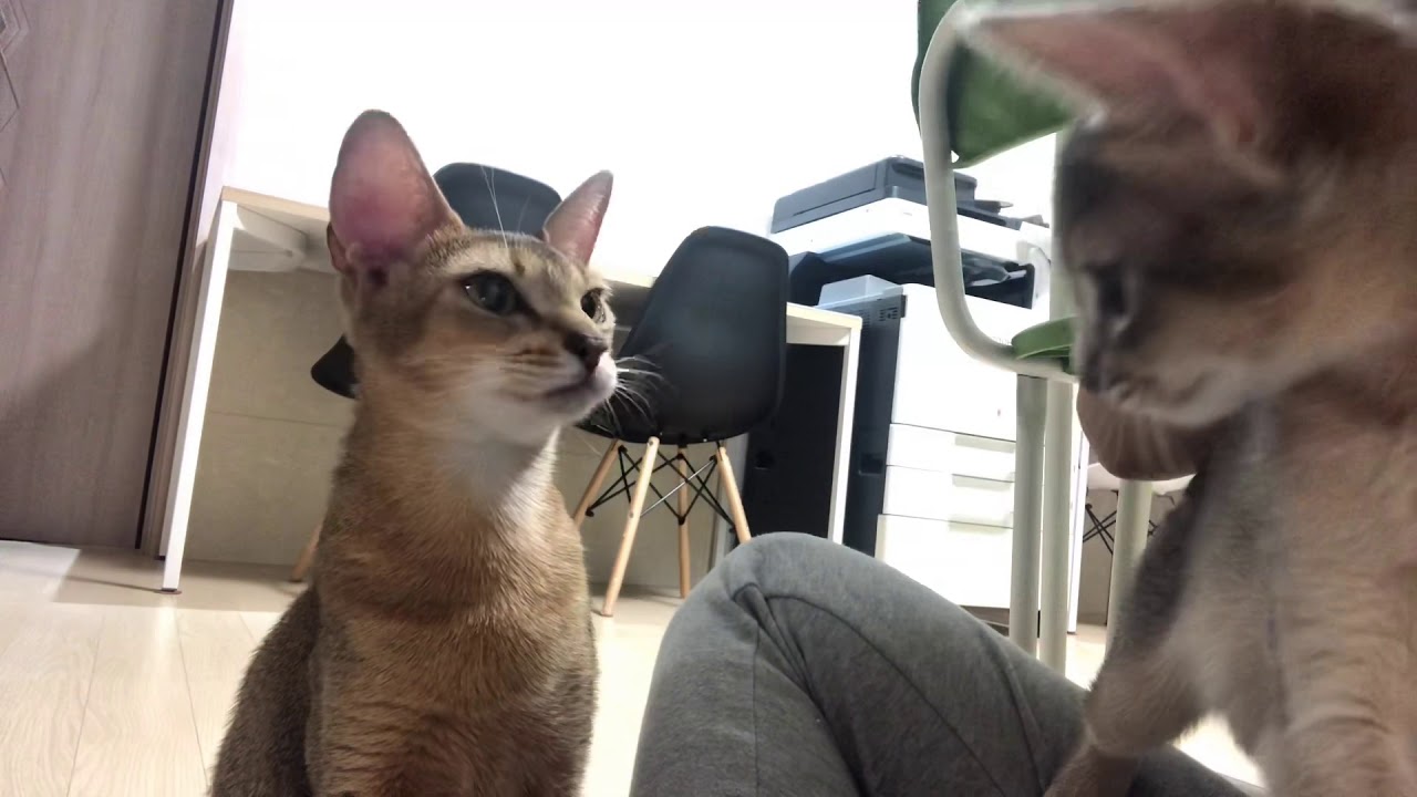 고양이 간식vlog