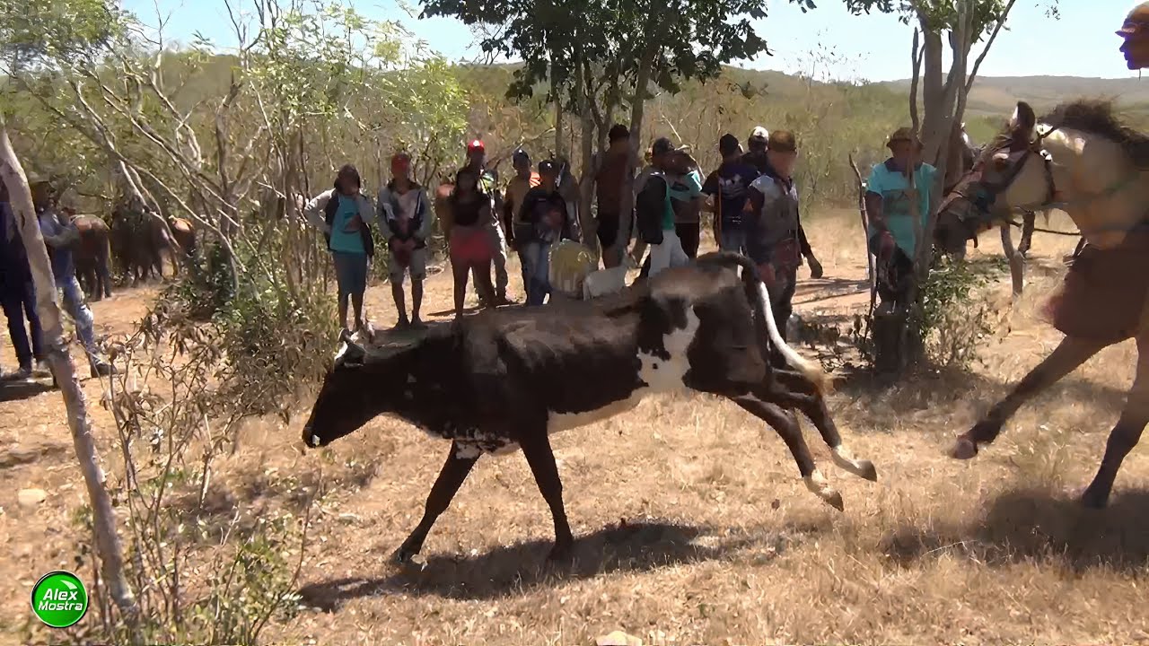 Vaquejada de Pega de Boi no Mato em Porto da Folha-SE