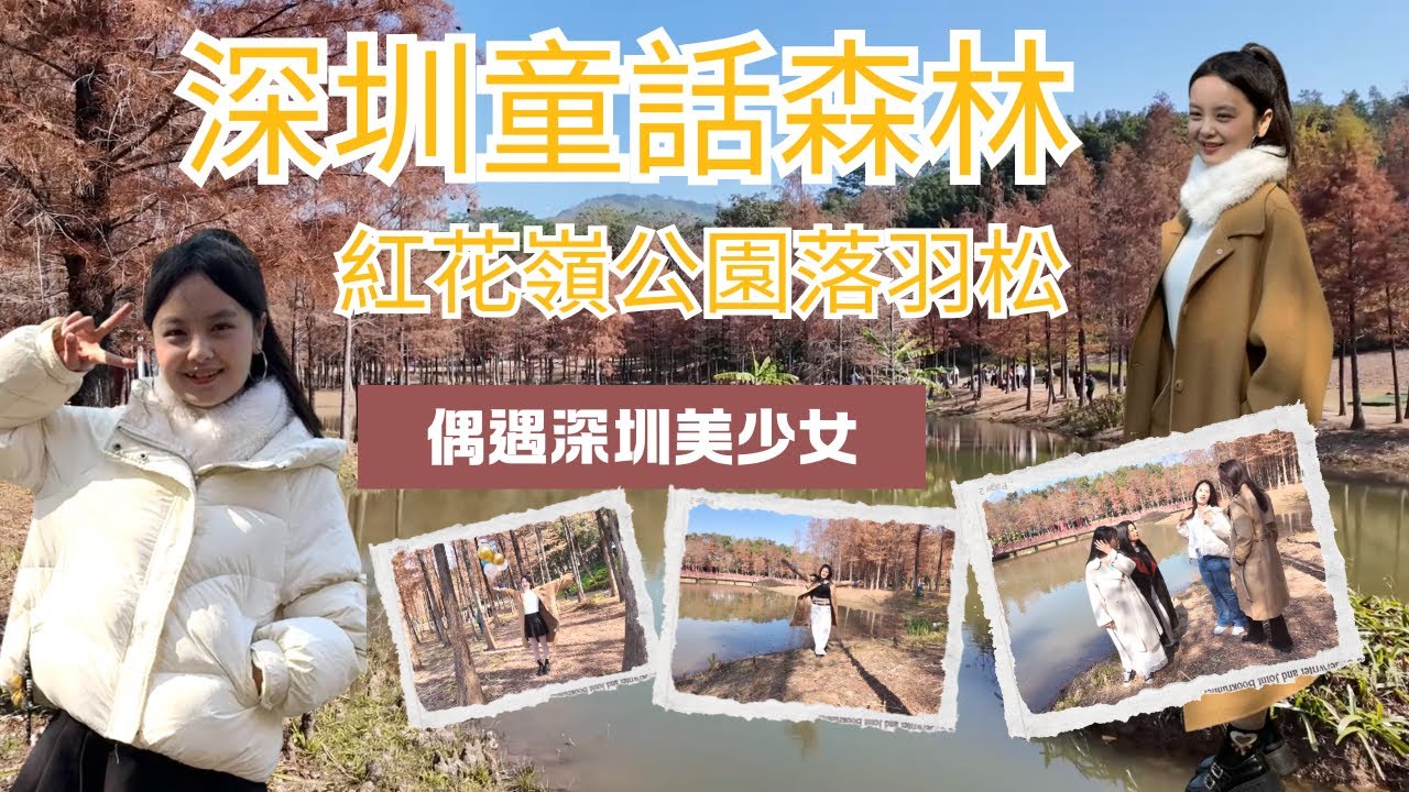 深圳最美落羽松🍁紅花嶺公園｜偶遇深圳美少女｜秋冬最美打卡地