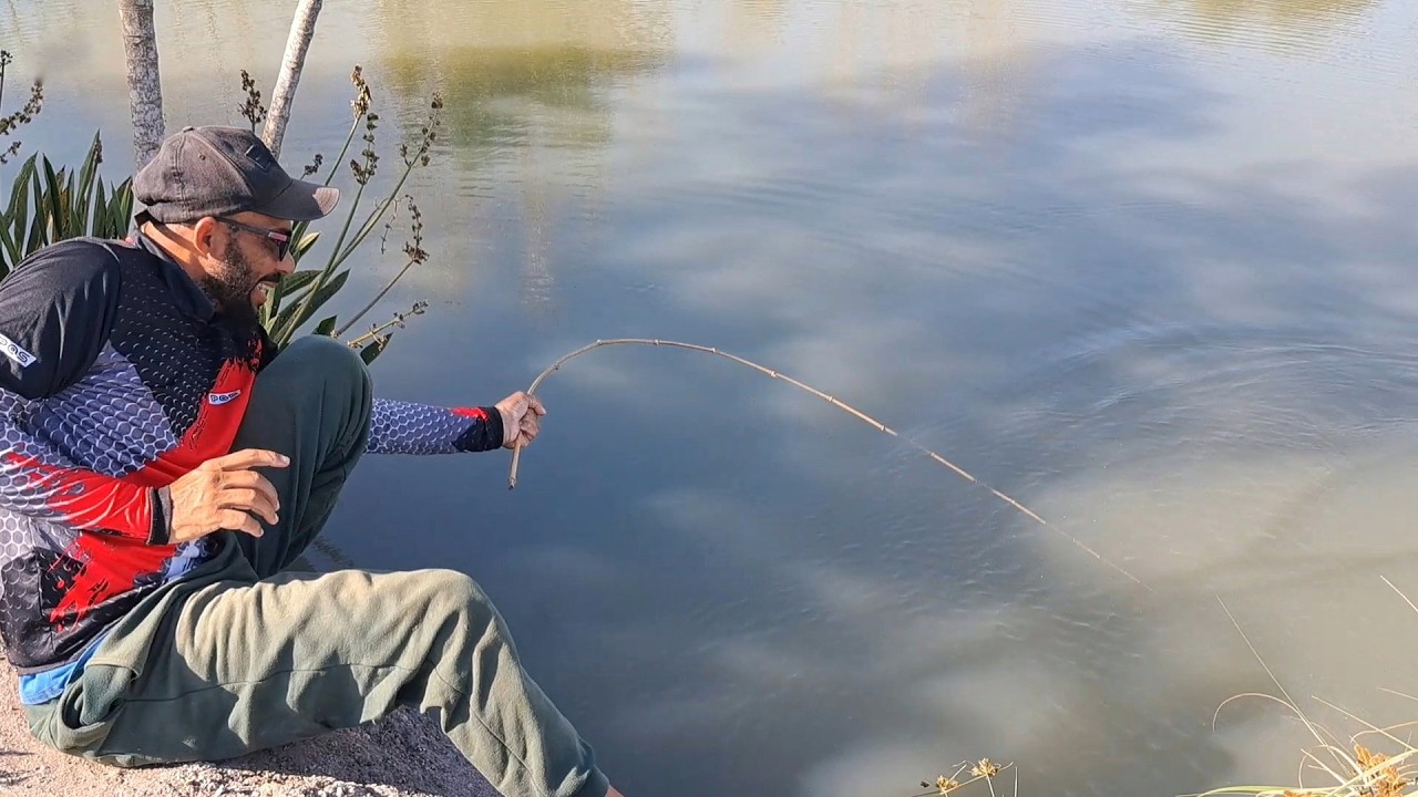 Pescaria caipira de tilápia! O pescador disse que a tarde só pega as maiores