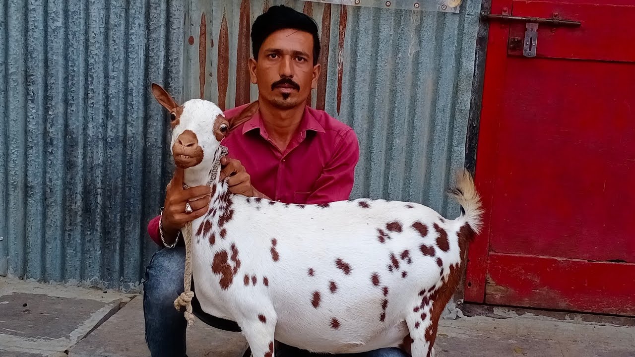 Quality Barbari Female's at R.S Barbari Goat Farm Aurangabad Maharashtra