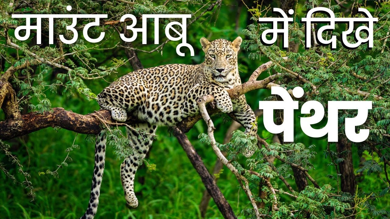 Mount Abu Leopard ||  माउंट आबू के पेंथर