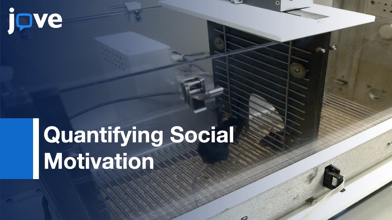 Quantifying Social Motivation In Mice Using Operant Conditioning l Protocol Preview