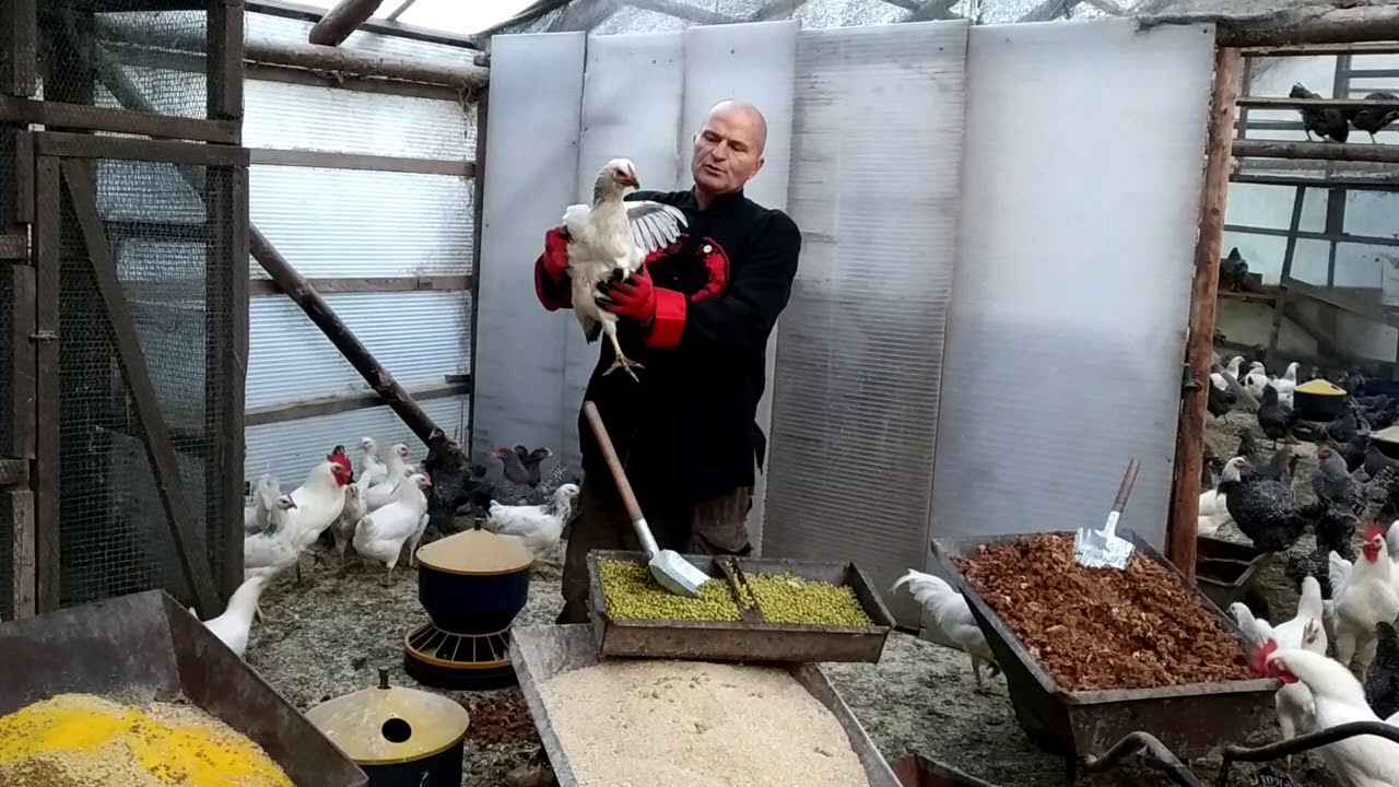 Odporność jesienna kury