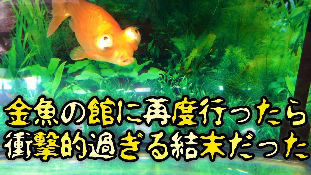 金魚の館に再度行ったら衝撃的過ぎる結末だった