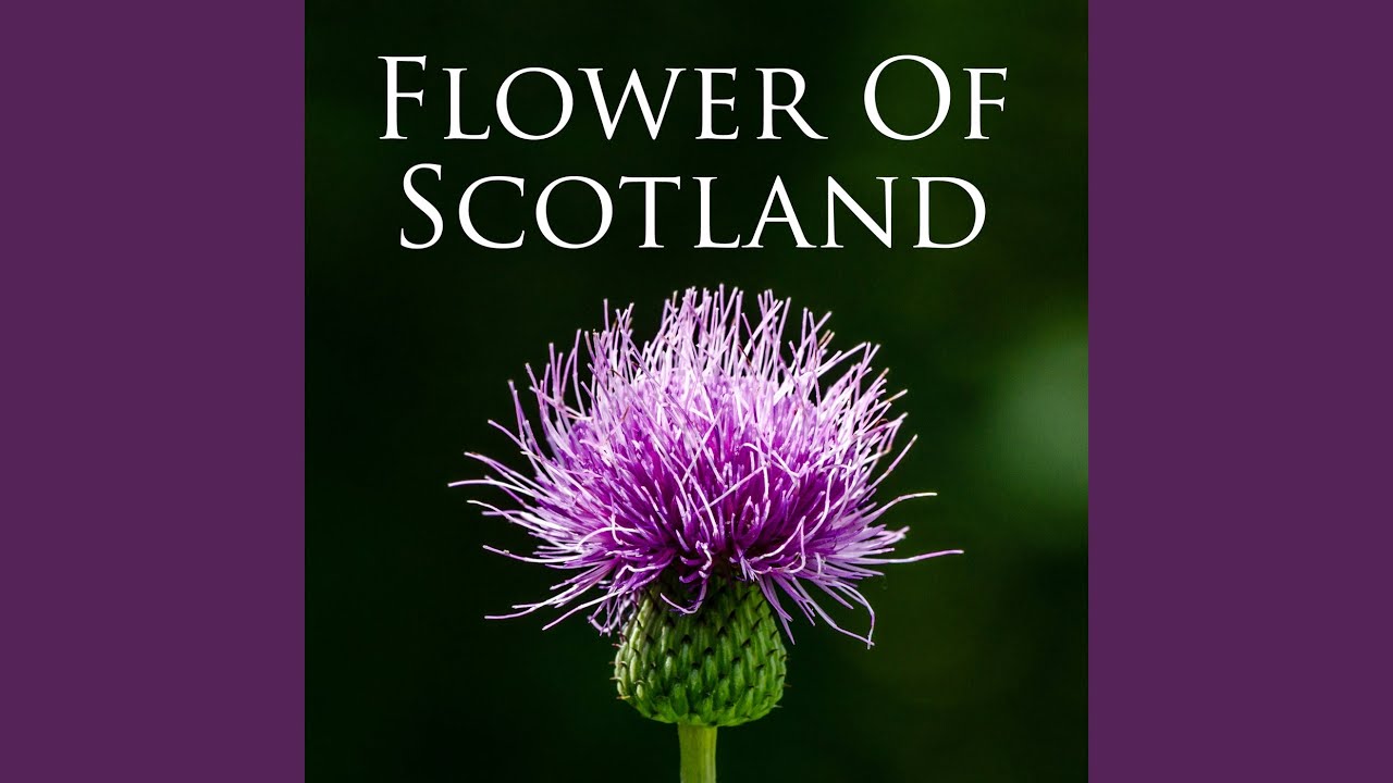 6/8 Marches - The Heights of Cassino / The Sweet Maid of Mull
