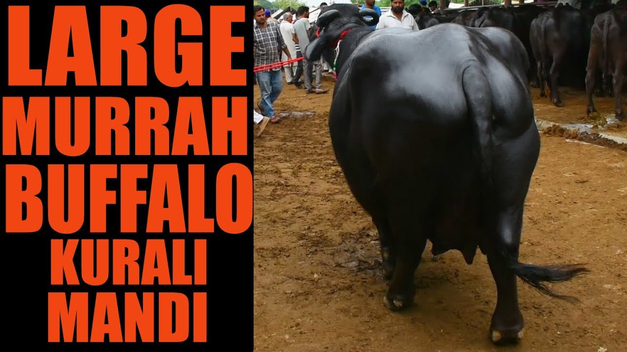 Large size murrah buffalo at Kurali Mandi Punjab