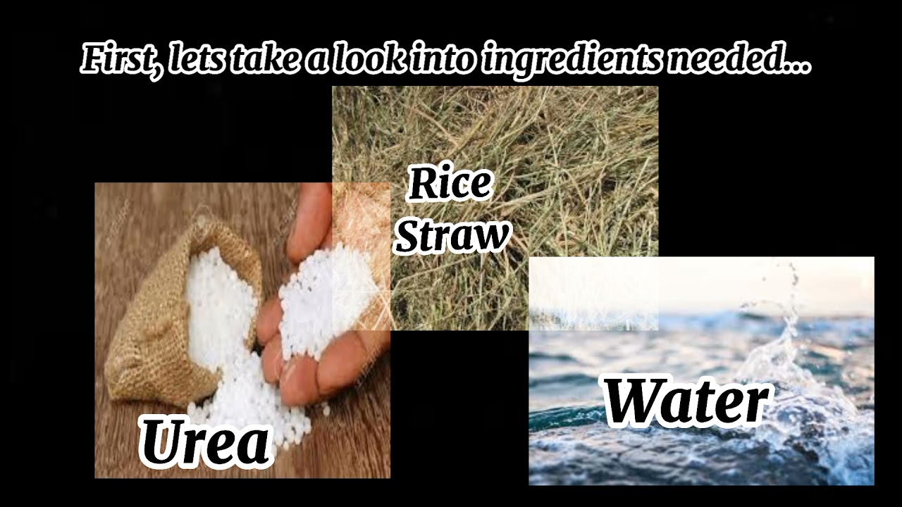 STEPS IN MAKING UREA TREATED RICE STRAW(UTRS)