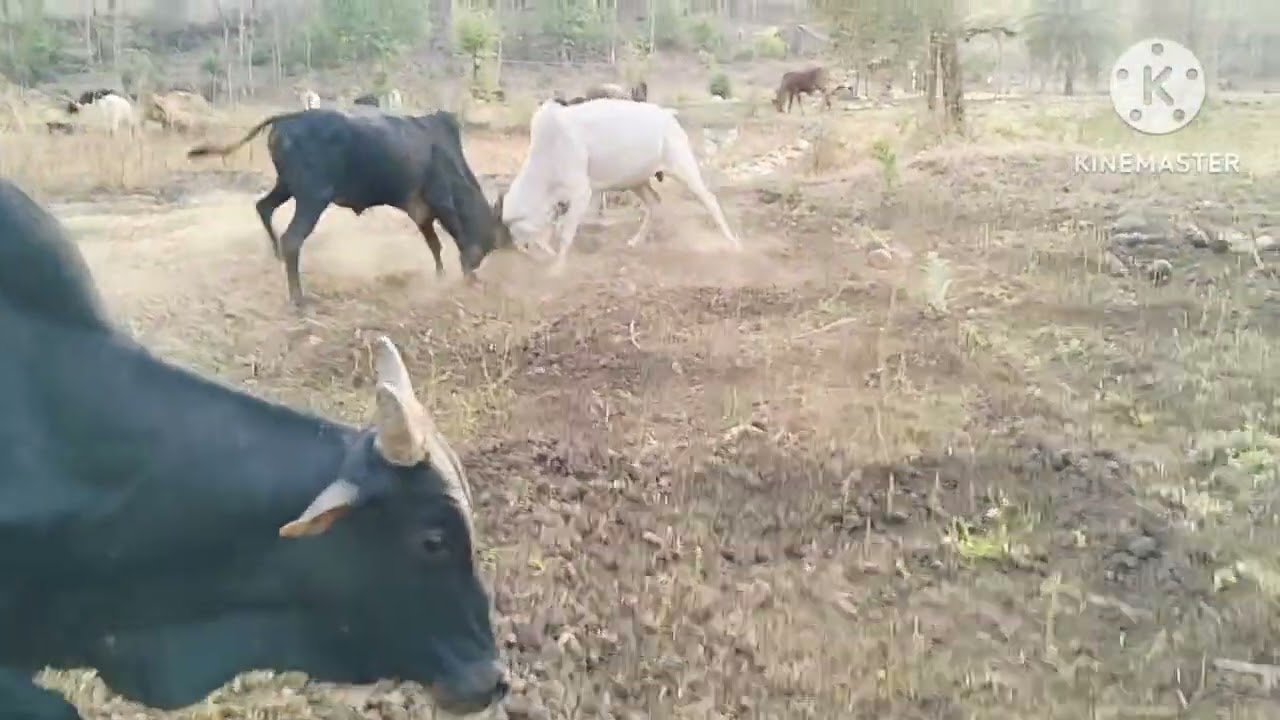उनाद्या मध्ये बैलाच्या झुंजी // बैल झुंज 🐂👑//#