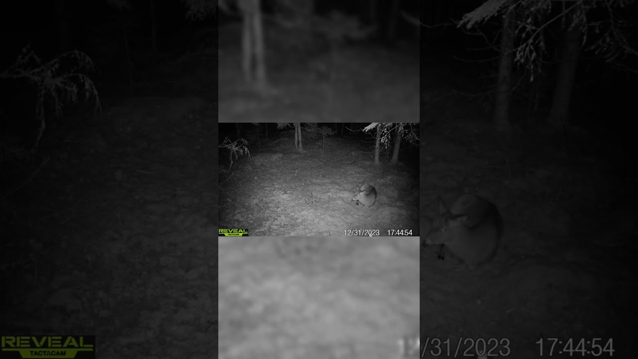 Bedded deer chewing cud 
