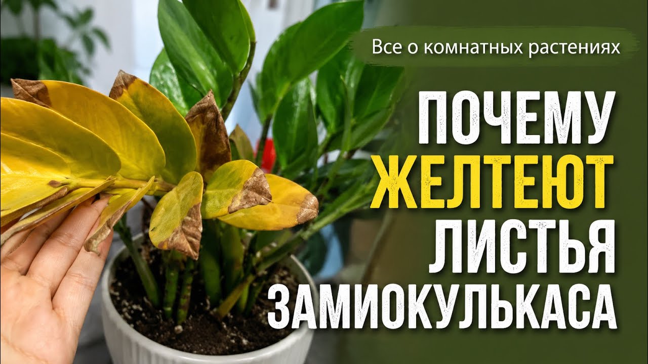 Желтеют листья замиокулькаса.5главных ошибок при выращивании замиокулькаса.#zzplant #замиокулькас