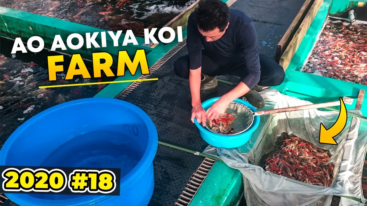 AO Aokiya Koi Farm 2020 #18