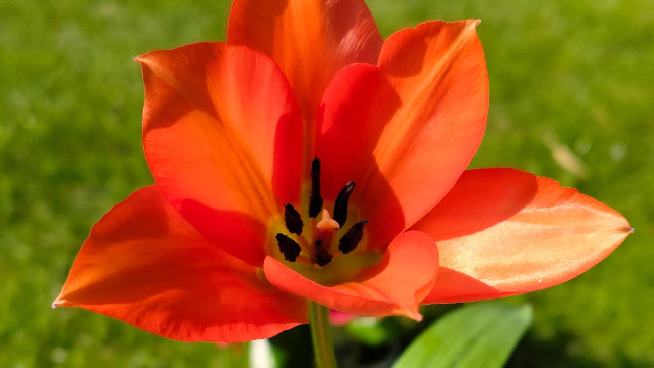 Spring #flower #tulip in #amsterdam#spring 荷蘭春天的花
