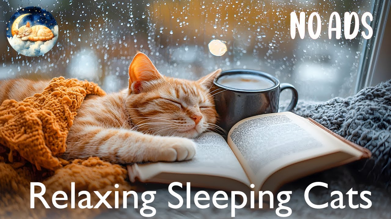 Cozy Cat Sleeping on Rainy Day 🐱📖 Calming Music For Cats 💤 Coffee, Book And Blanket Bliss