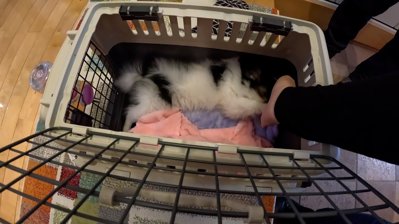 子犬が我が家にやってきた