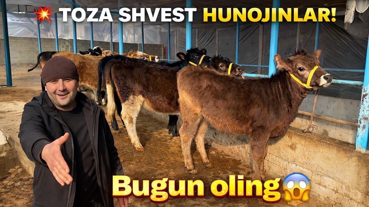 BUGUN KELDI! ABDULLOH DAN SHVEST HUNOJINLAR 💥