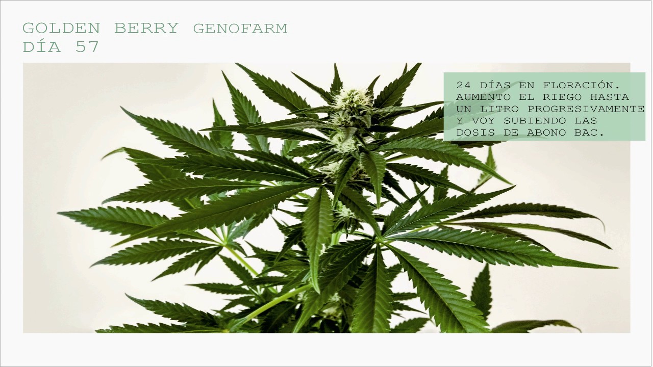 FLORACI&Oacute;N Golden Berry GENOFARM 250W