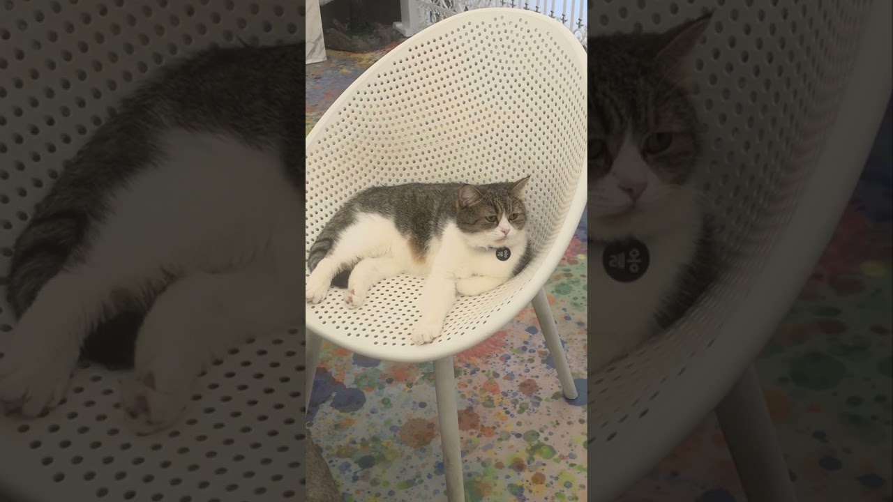 #busan #CatCafe #brooks castle #부산고양이 