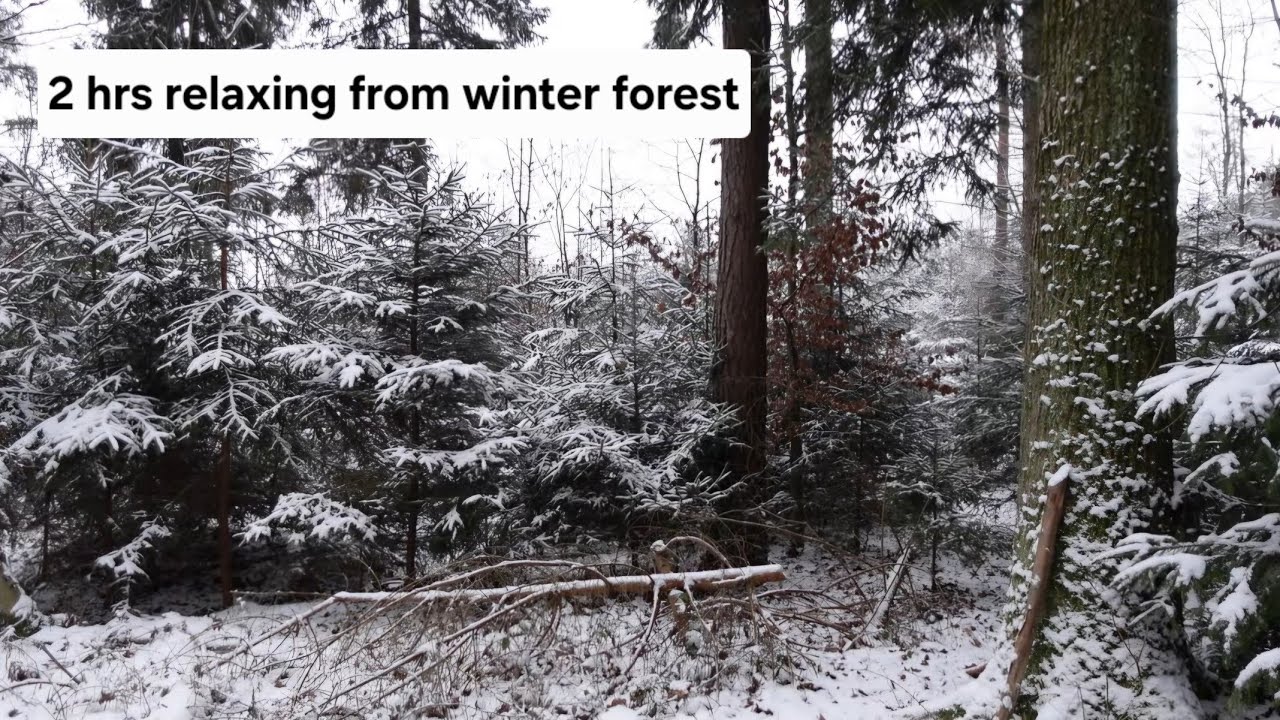 4k 2 hrs Snow in winter forest, meditation, relaxing, calm, sleep