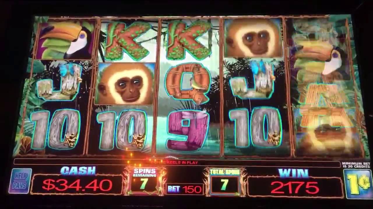 Wild Rainforest slot machine bonus big win!