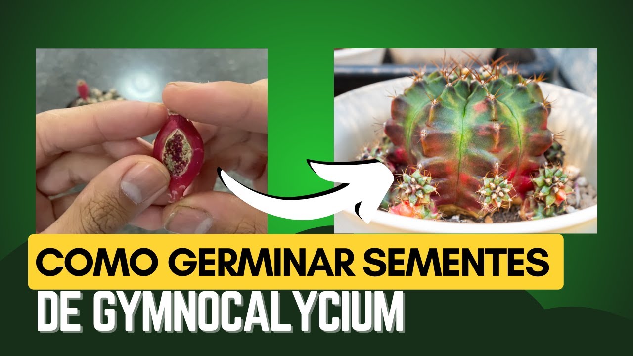 Como germinar sementes de gymnocalycium!