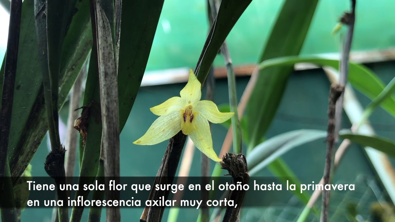Octomeria grandiflora