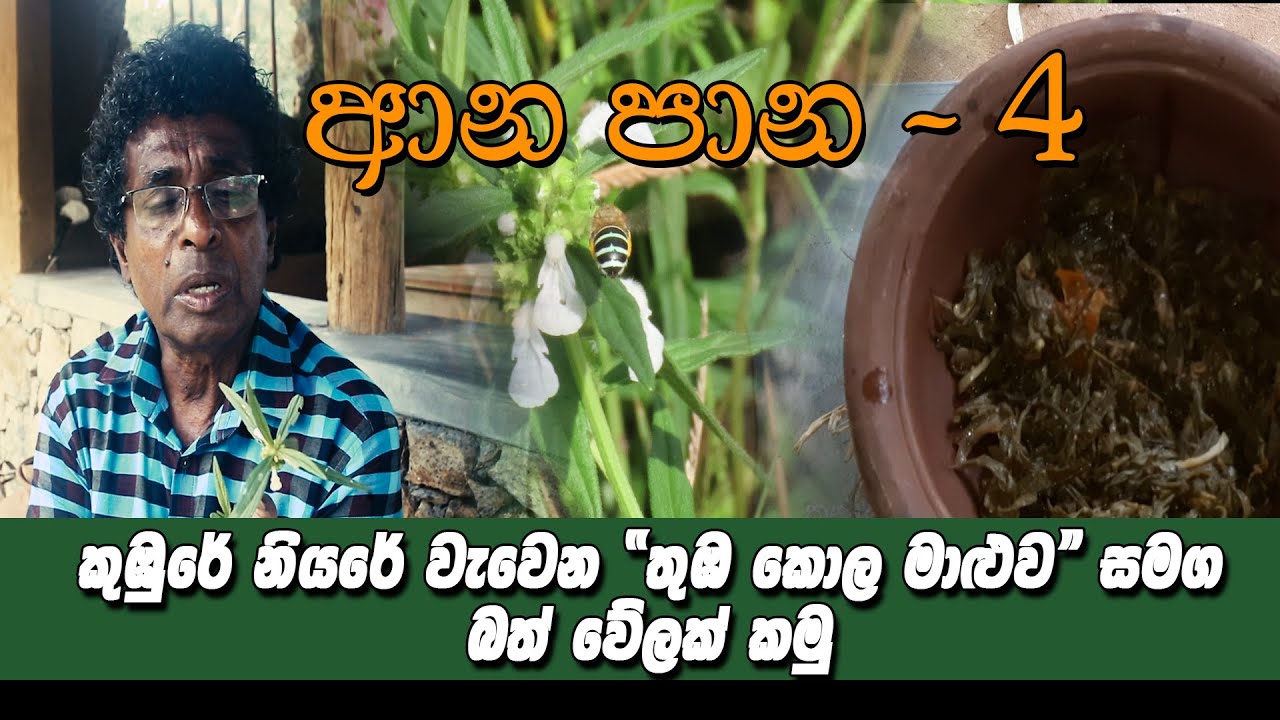 ආන පාන 04 Anna Pane කන්දේගම මහතාගෙන් අහගෙන කමු|| කුඹුරේ නියරේ වැවෙන තුඹ කොළ මාලුව සමග බත් වේලක්...