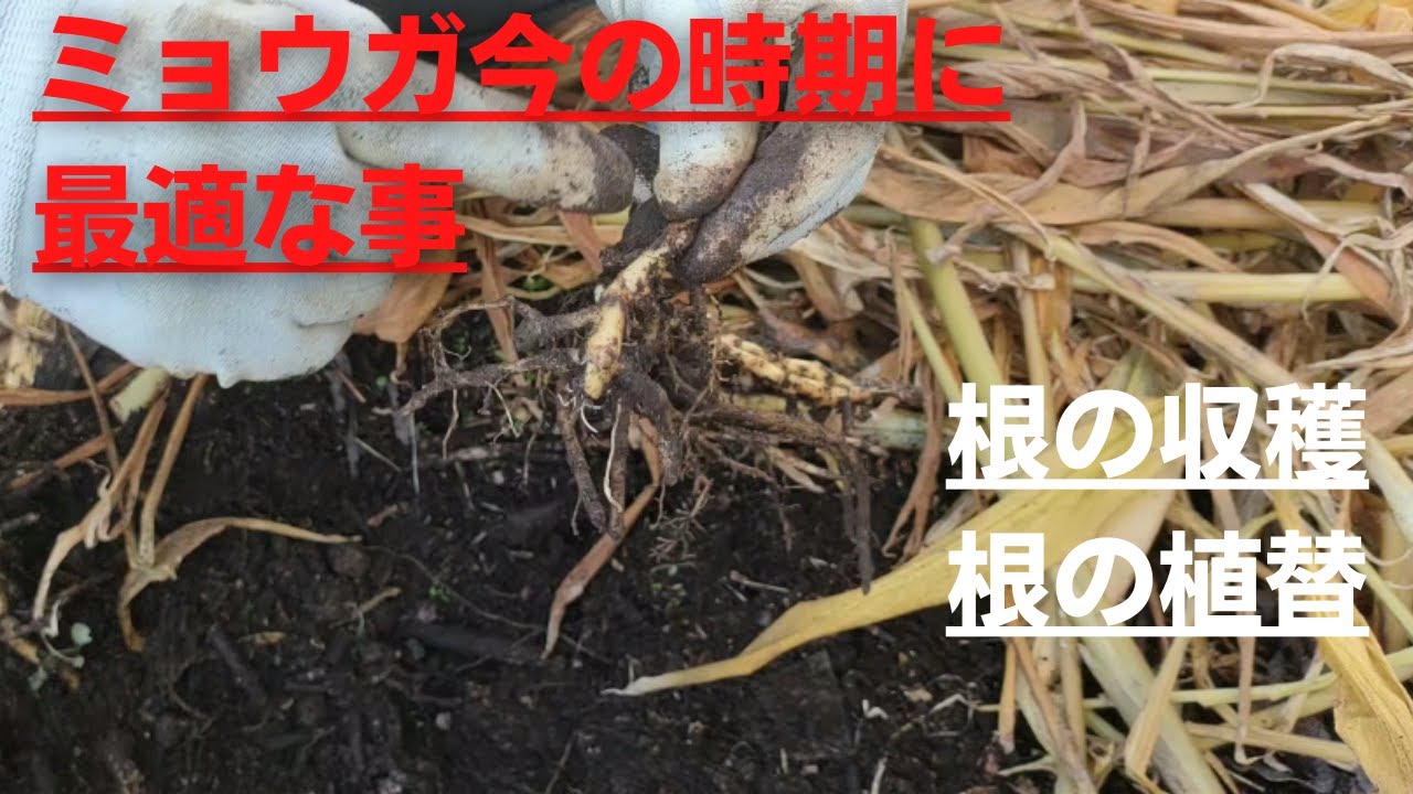 みょうが植替え予定なら良いタイミングです【植替】【定植】【根の収穫】2022年11月25日